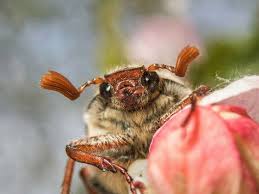 Attēlu rezultāti vaicājumam “Melolontha melolontha imago”