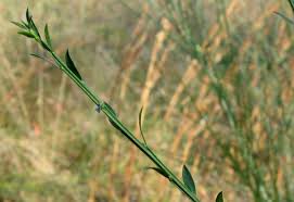 Image result for Genista tinctoria