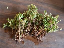 Attēlu rezultāti vaicājumam “Potentilla reptans bud”