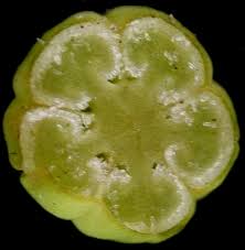 Attēlu rezultāti vaicājumam “Moneses uniflora fruit”