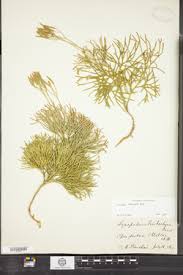 Attēlu rezultāti vaicājumam “Diphasiastrum tristachyum”