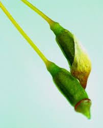 Attēlu rezultāti vaicājumam “Polytrichastrum formosum sporophyte”