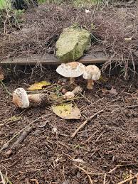 Attēlu rezultāti vaicājumam “Macrolepiota rhacodes”