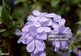 Attēlu rezultāti vaicājumam “Plumbaginaceae”