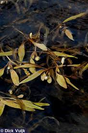 Attēlu rezultāti vaicājumam “Potamogeton gramineus”