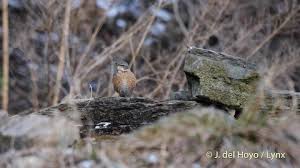 Image result for Turdus naumanni