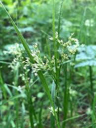 Attēlu rezultāti vaicājumam “Luzula luzuloides fruit”