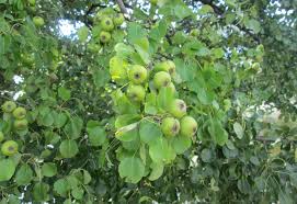 Attēlu rezultāti vaicājumam “Pyrus pyraster fruit”