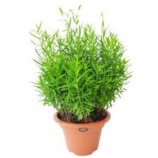 Image result for Artemisia dracunculus
