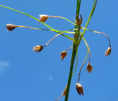Attēlu rezultāti vaicājumam “Luzula pilosa leaf”