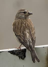 Attēlu rezultāti vaicājumam “Carduelis cannabina adult”