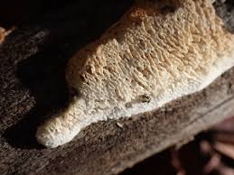 Attēlu rezultāti vaicājumam “Antrodia malicola”