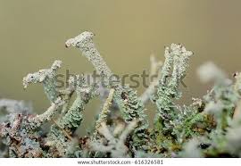 Attēlu rezultāti vaicājumam “Cladonia squamosa”