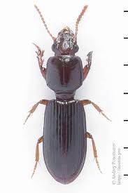 Attēlu rezultāti vaicājumam “Clivina fossor”