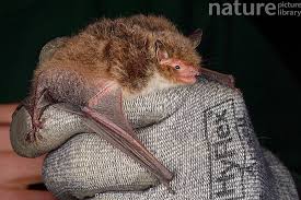 Attēlu rezultāti vaicājumam “Myotis daubentonii”