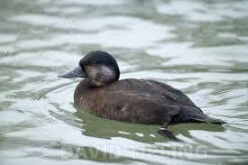 Attēlu rezultāti vaicājumam “Melanitta nigra”