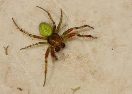 Attēlu rezultāti vaicājumam “Araniella male”