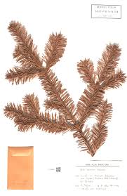 Attēlu rezultāti vaicājumam “Abies mariesii”