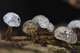 Attēlu rezultāti vaicājumam “Physarum leucophaeum”