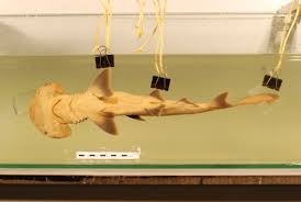 Image result for Sphyrna tiburo