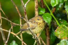 Attēlu rezultāti vaicājumam “Erithacus rubecula juvenile”