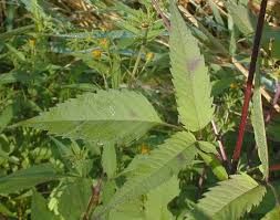 Attēlu rezultāti vaicājumam “Bidens frondosa leaf”