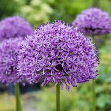 Attēlu rezultāti vaicājumam “Allium holandicum flower”
