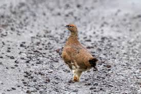 Attēlu rezultāti vaicājumam “Lagopus lagopus female”