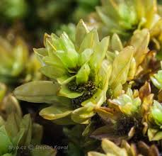 Attēlu rezultāti vaicājumam “Encalypta streptocarpa”