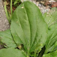 Attēlu rezultāti vaicājumam “Plantago major leaf”