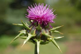 Image result for Silybum marianum