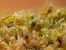 Attēlu rezultāti vaicājumam “Barbilophozia lycopodioides macro”