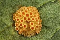 Attēlu rezultāti vaicājumam “Puccinia agrostidis”