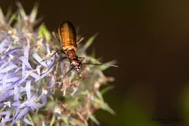Attēlu rezultāti vaicājumam “Chrysanthia viridissima”