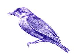 Attēlu rezultāti vaicājumam “Lanius collurio”