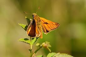 Attēlu rezultāti vaicājumam “Ochlodes sylvanus male”