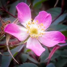 Attēlu rezultāti vaicājumam “Rosa glauca flower”