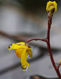 Attēlu rezultāti vaicājumam “Utricularia x neglecta bud”