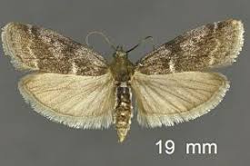 Attēlu rezultāti vaicājumam “Apomyelois bistriatella”