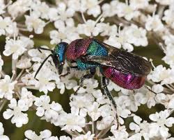 Attēlu rezultāti vaicājumam “Hedychrum sp.”
