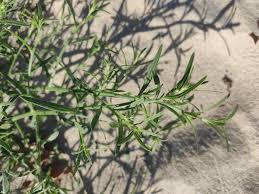 Attēlu rezultāti vaicājumam “Corispermum hyssopifolium”