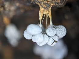 Attēlu rezultāti vaicājumam “Badhamia utricularis macro”