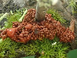 Attēlu rezultāti vaicājumam “Collaria arcyrionema stalked”