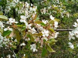 Attēlu rezultāti vaicājumam “Prunus avium flower”