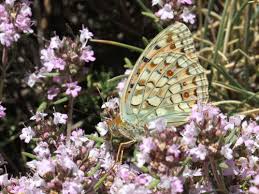 Attēlu rezultāti vaicājumam “Argynnis adippe”