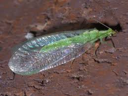 Attēlu rezultāti vaicājumam “Ophiotheca chrysosperma”