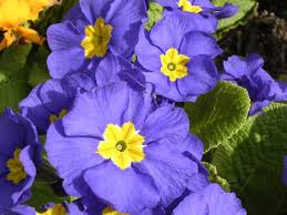 Attēlu rezultāti vaicājumam “Primula x margotae”