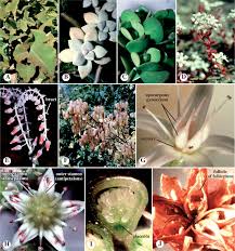 Attēlu rezultāti vaicājumam “Saxifragaceae”