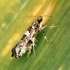 Attēlu rezultāti vaicājumam “Acrolepiopsis assectella”