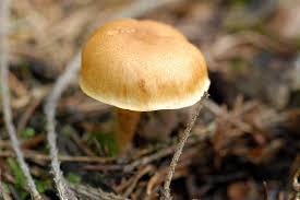 Attēlu rezultāti vaicājumam “Gymnopilus sapineus”